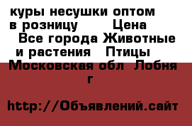 куры несушки.оптом 160 в розницу 200 › Цена ­ 200 - Все города Животные и растения » Птицы   . Московская обл.,Лобня г.